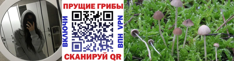 хочу   OMG рабочий сайт  Псилоцибиновые грибы Psilocybine cubensis  Нолинск 